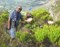 Imagem de Protea cynaroides (L.) L.