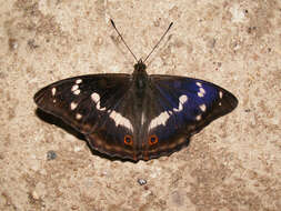 Image of purple emperor