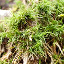 Image of dicranum moss