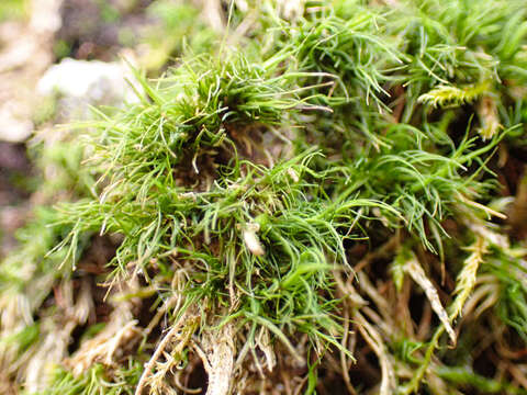 Image of dicranum moss