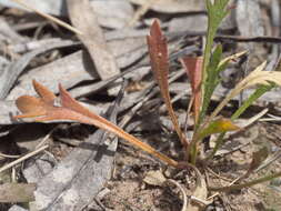 Image of Goodenia pinnatifida Schltdl.