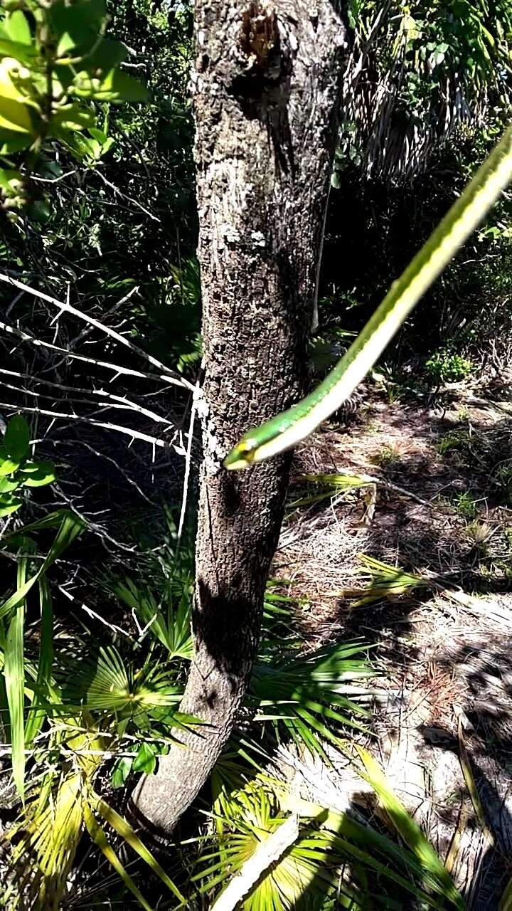 Image of Leptophis mexicanus yucatanensis Oliver 1942