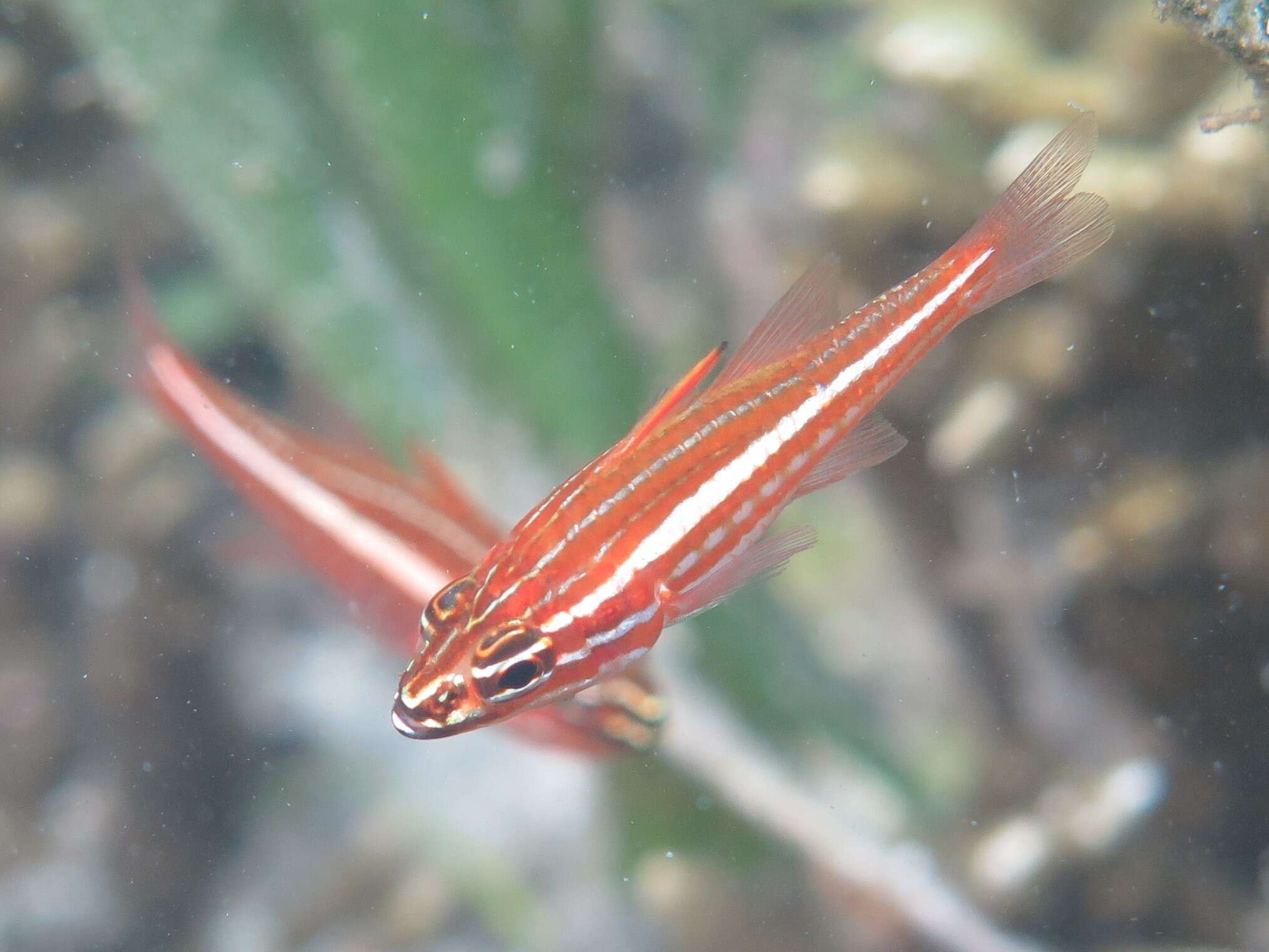 صورة Ostorhinchus margaritophorus (Bleeker 1855)