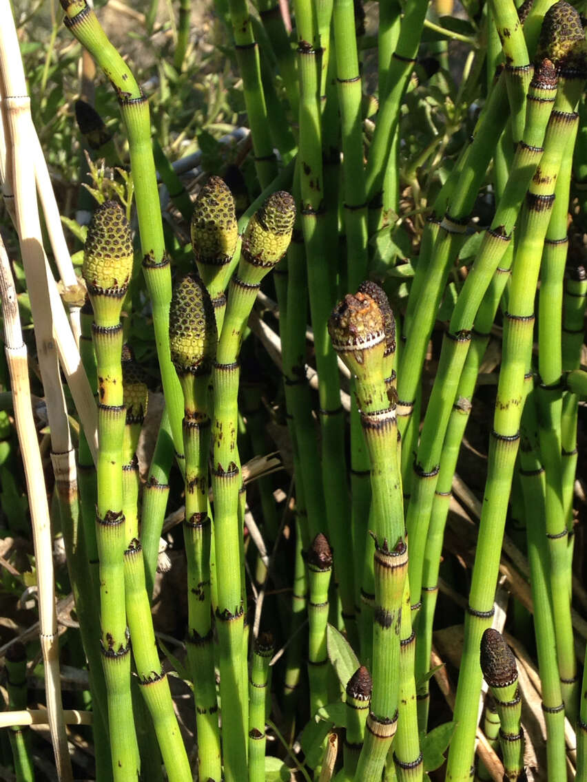 Image of smooth horsetail