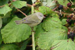 Слика од Leiothlypis celata orestera (Oberholser 1905)