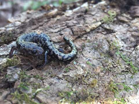 Image of Plethodon welleri Walker 1931