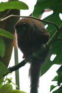 Image of Dusky Titi