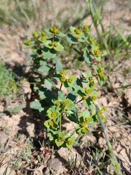 Image of Euphorbia undulata M. Bieb.