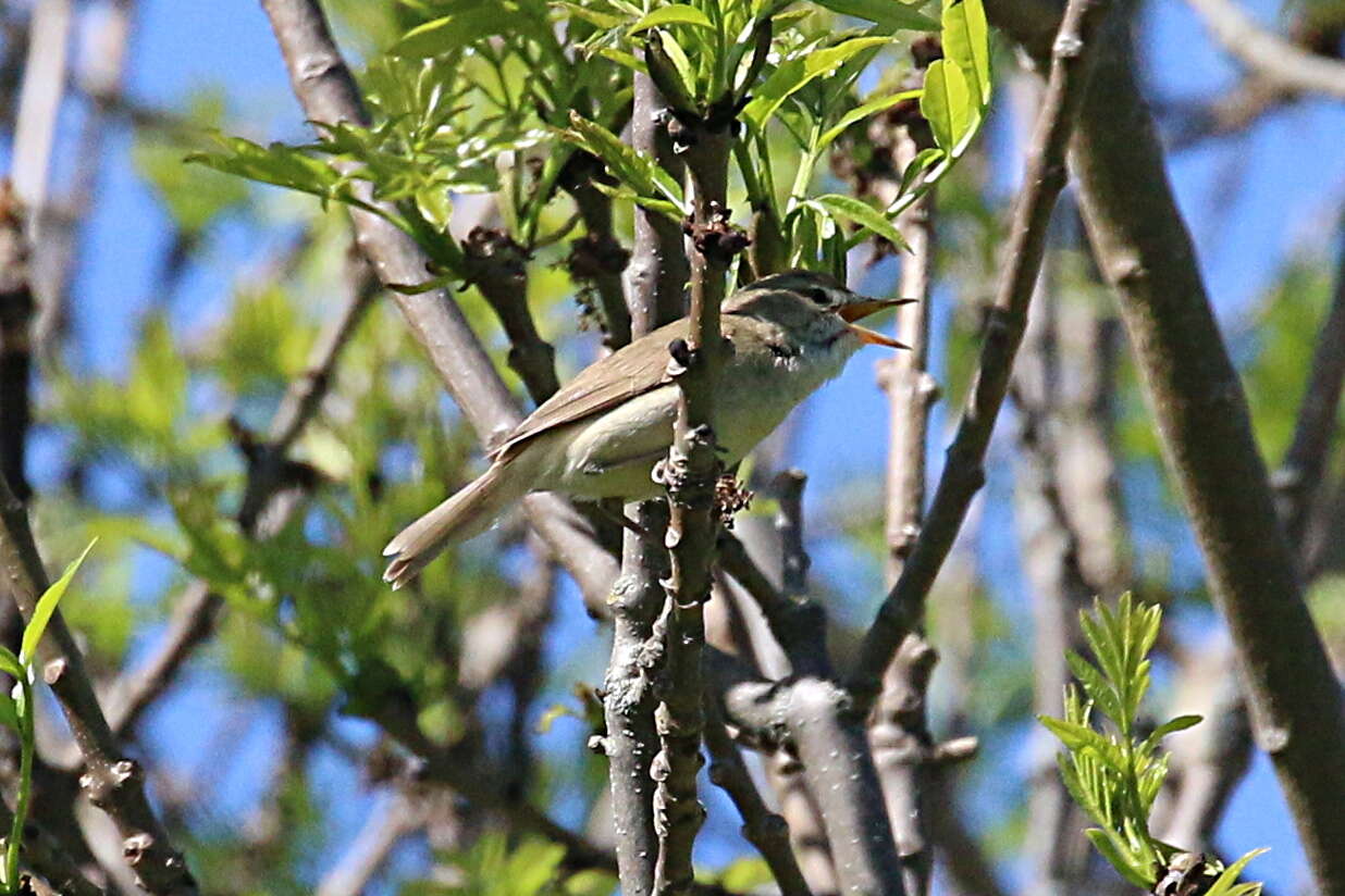 Image of Blyth's Reed Warbler