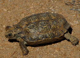 Image of Speckled tortoise