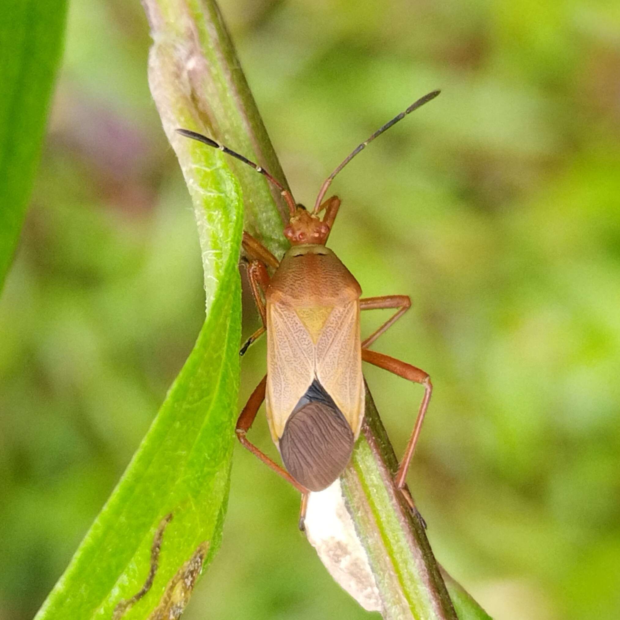 صورة Hypselonotus orientalis Brailovsky 1993