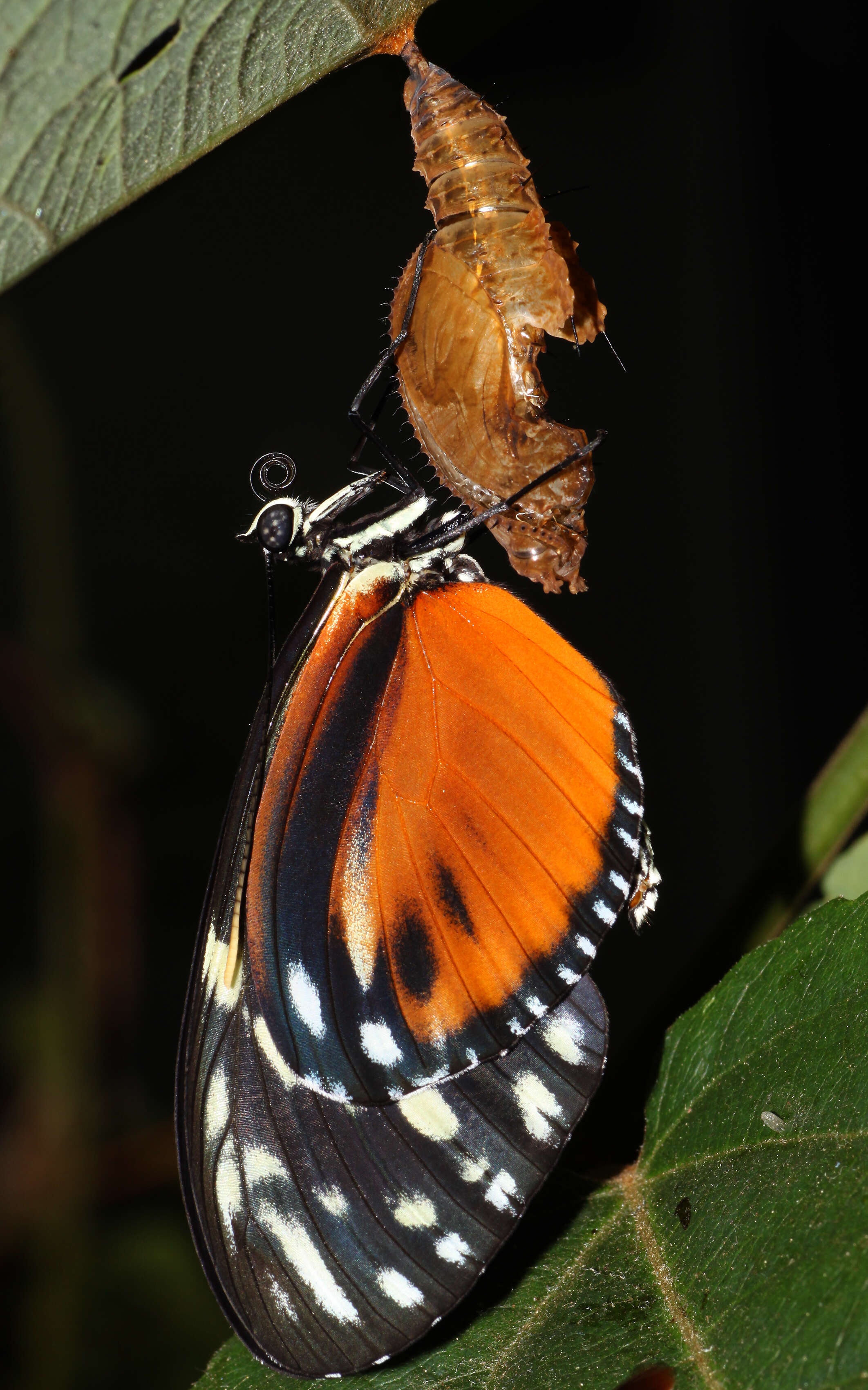 Image of Heliconius hecale Fabricius 1775