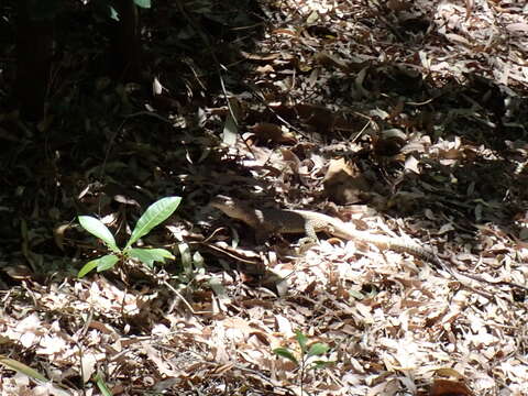 Image of Arid monitor