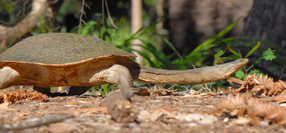 Image of Giant Snake-necked Turtle