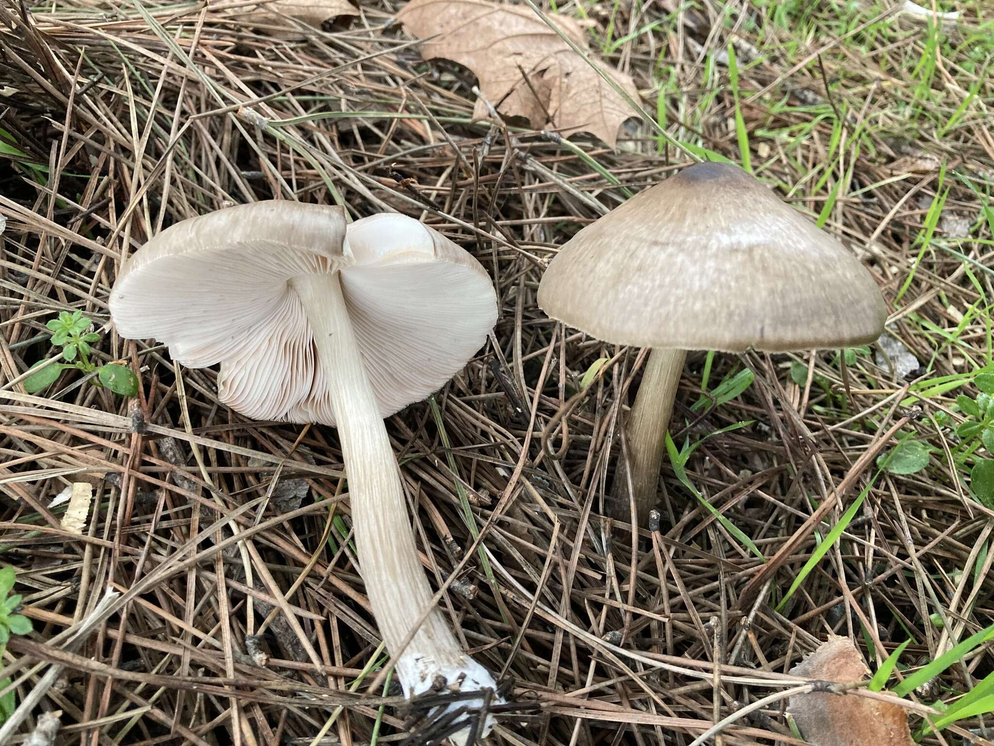 Image of Pluteus primus Bonnard 1991