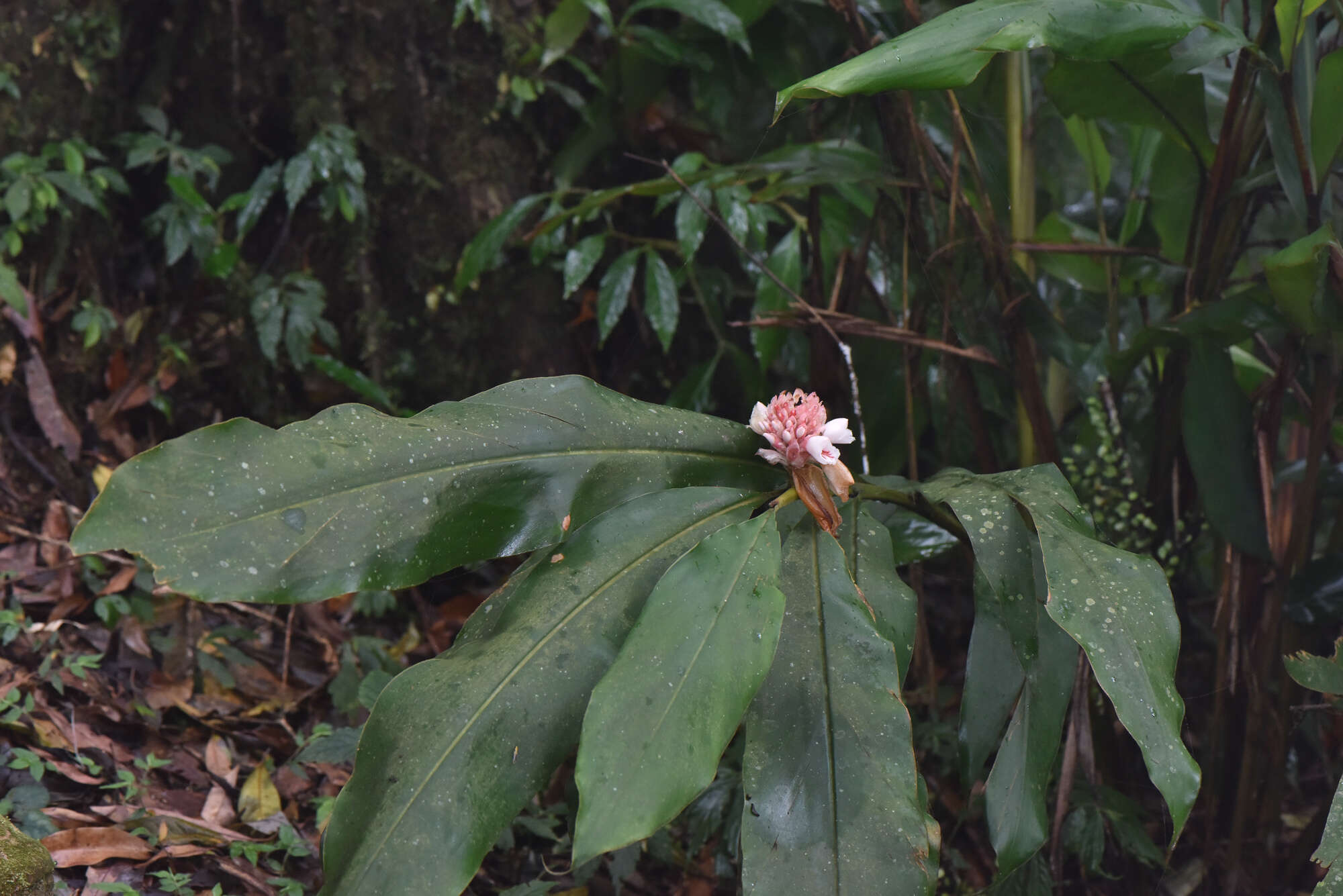 Image of Alpinia sessiliflora Kitam.