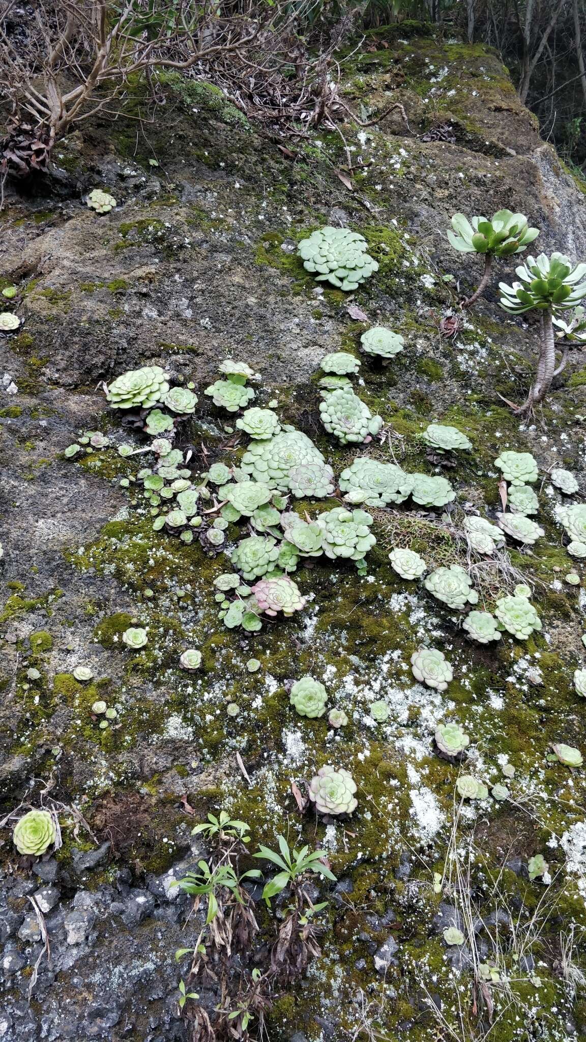 Image of Aeonium glandulosum (Ait.) Webb & Berth.