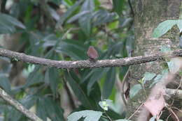 Image of Pygmy Cupwing