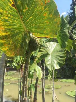 Image de Montrichardia linifera (Arruda) Schott