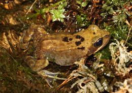 Image of Common frog