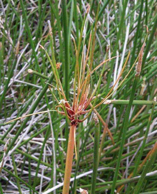 Imagem de Eleocharis limosa (Schrad.) Schult.