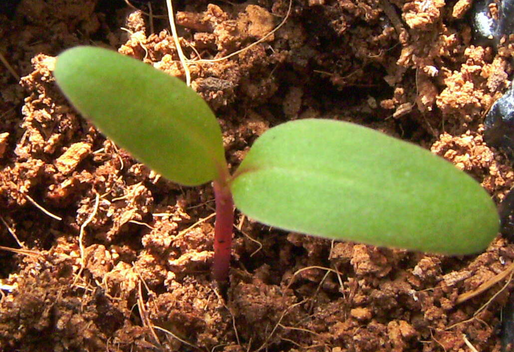 Image of Beta vulgaris subsp. vulgaris Cicla