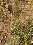 Image of Siberian catchfly