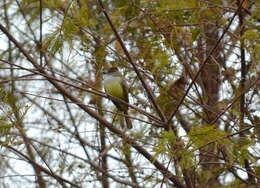 Image of Brown-crested Flycatcher