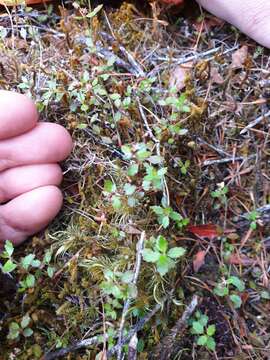 Image of Gonocarpus aggregatus (Buchanan) Orchard