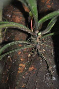 Image of Peperomia pernambucensis Miq.