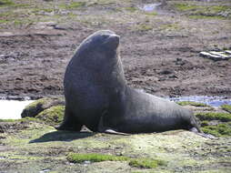 Image of Antarctic Fur Seal