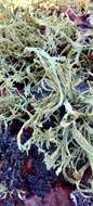 Image of cartilage lichen