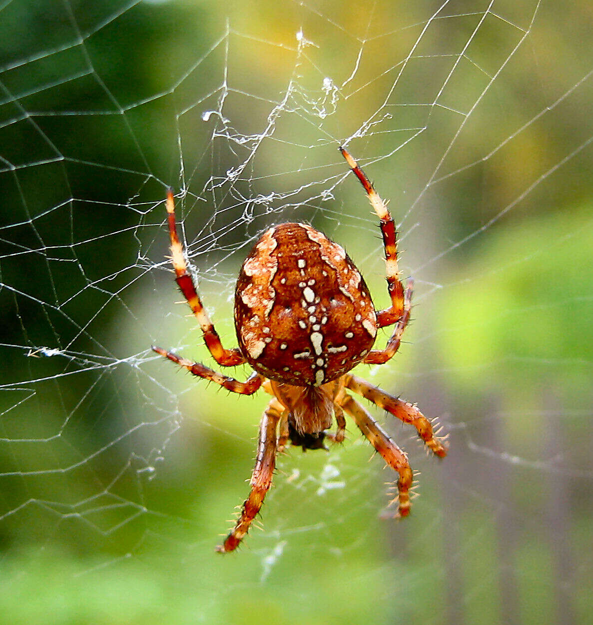 Image of Garden spider