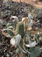 Image of Ceropegia currorii subsp. lugardii (N. E. Br.) Bruyns & Bruyns