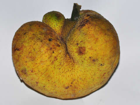 Image de Artocarpus lacucha