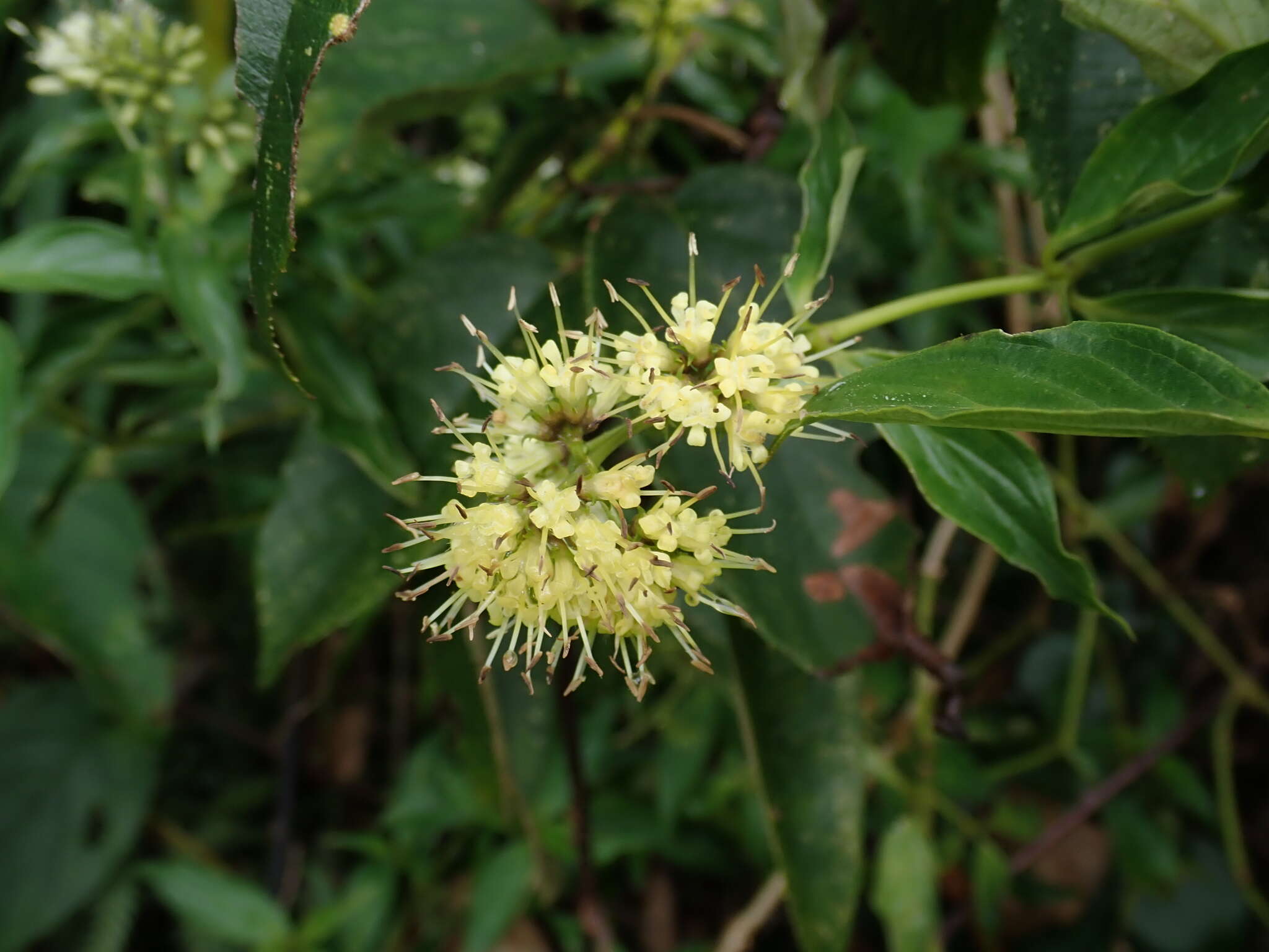 Image of Oldenlandia hedyotidea (DC.) Hand.-Mazz.