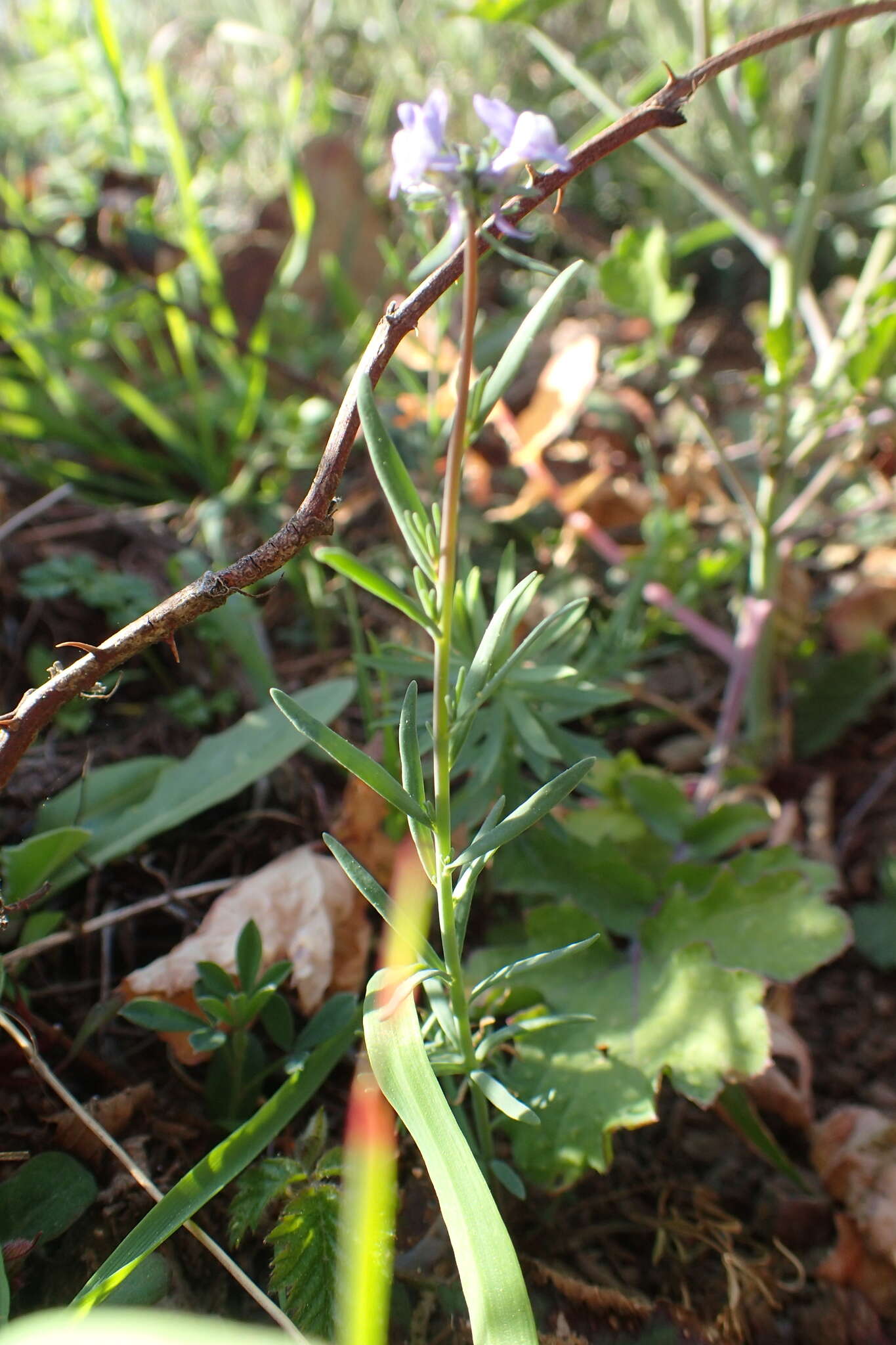 Linaria arvensis (L.) Desf.的圖片