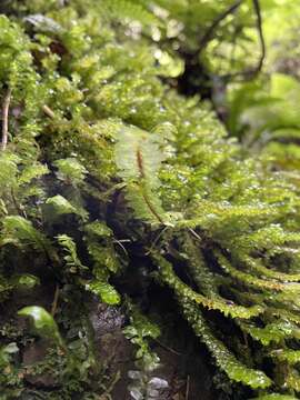 Image of Achrophyllum