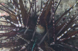 Image of banded sea urchin