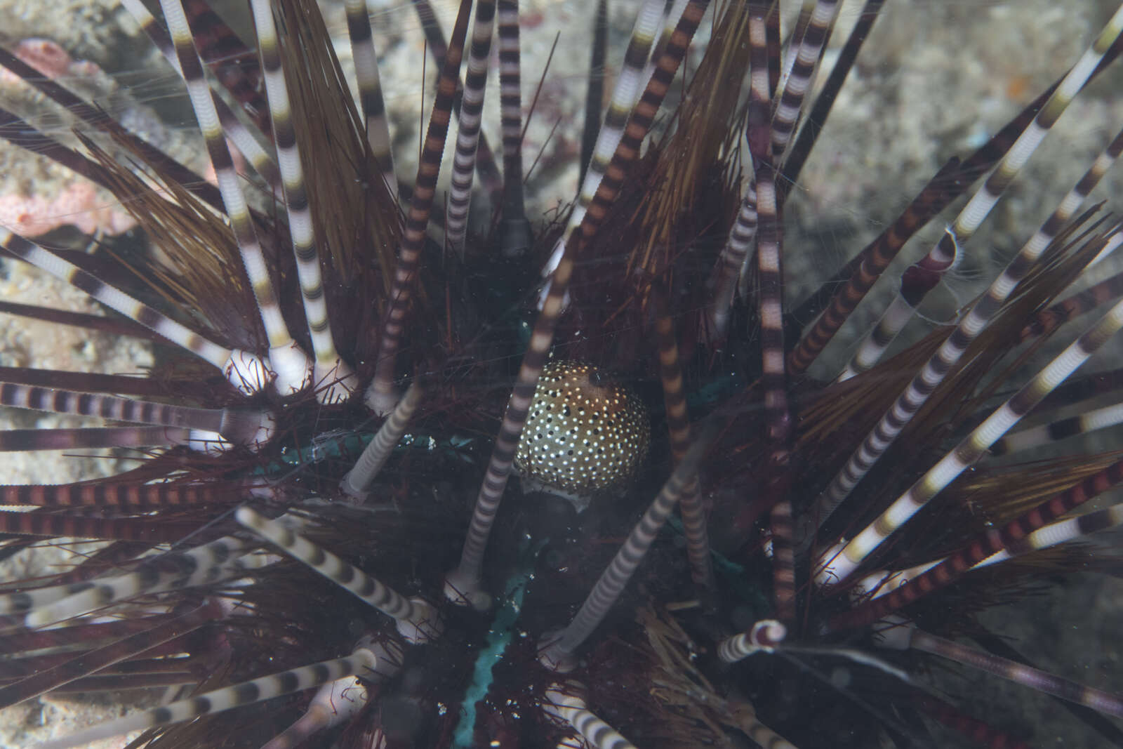 Image of banded sea urchin