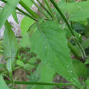 Image of Lapsana communis subsp. communis
