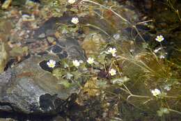Image of Common Water-crowfoot