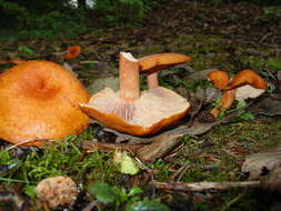 Image of Rufous Milkcap