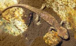 Image of Corsican Brook Salamander