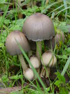 Coprinopsis atramentaria (Bull.) Redhead, Vilgalys & Moncalvo 2001 resmi