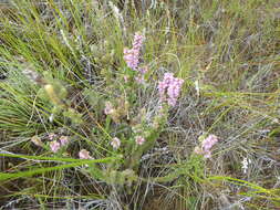 Image of Erica alopecurus var. alopecurus