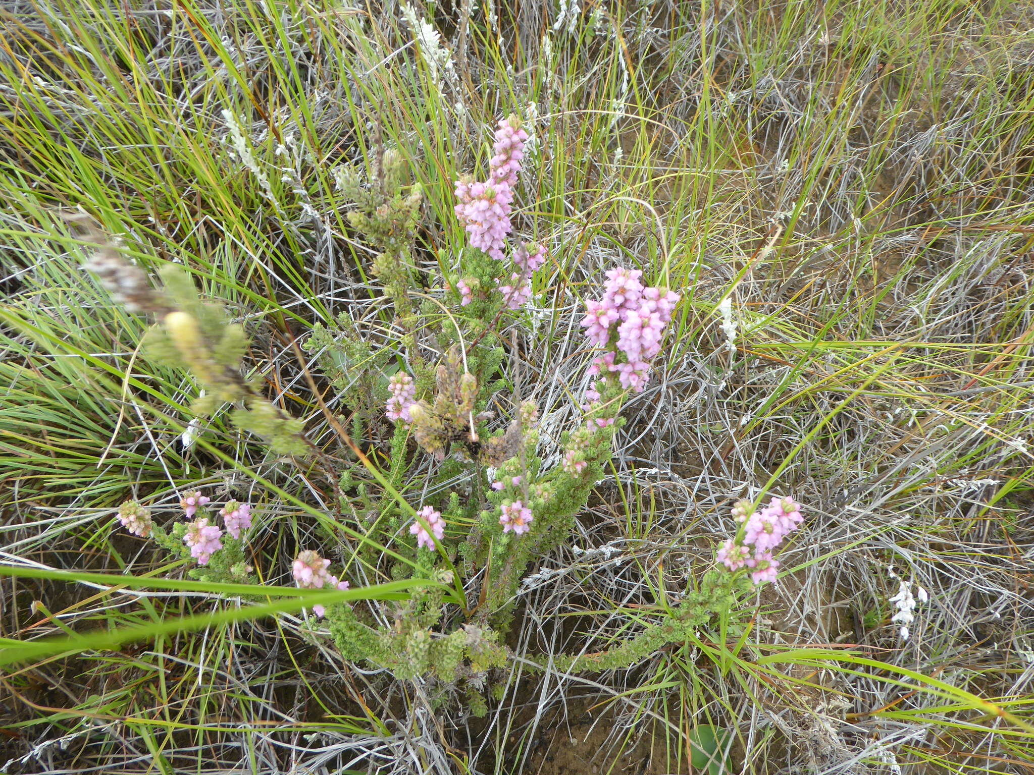 Image of Erica alopecurus var. alopecurus