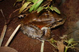 Image of Savage's Thin-toed Frog