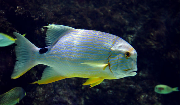 Image of Blue and gold striped snapper