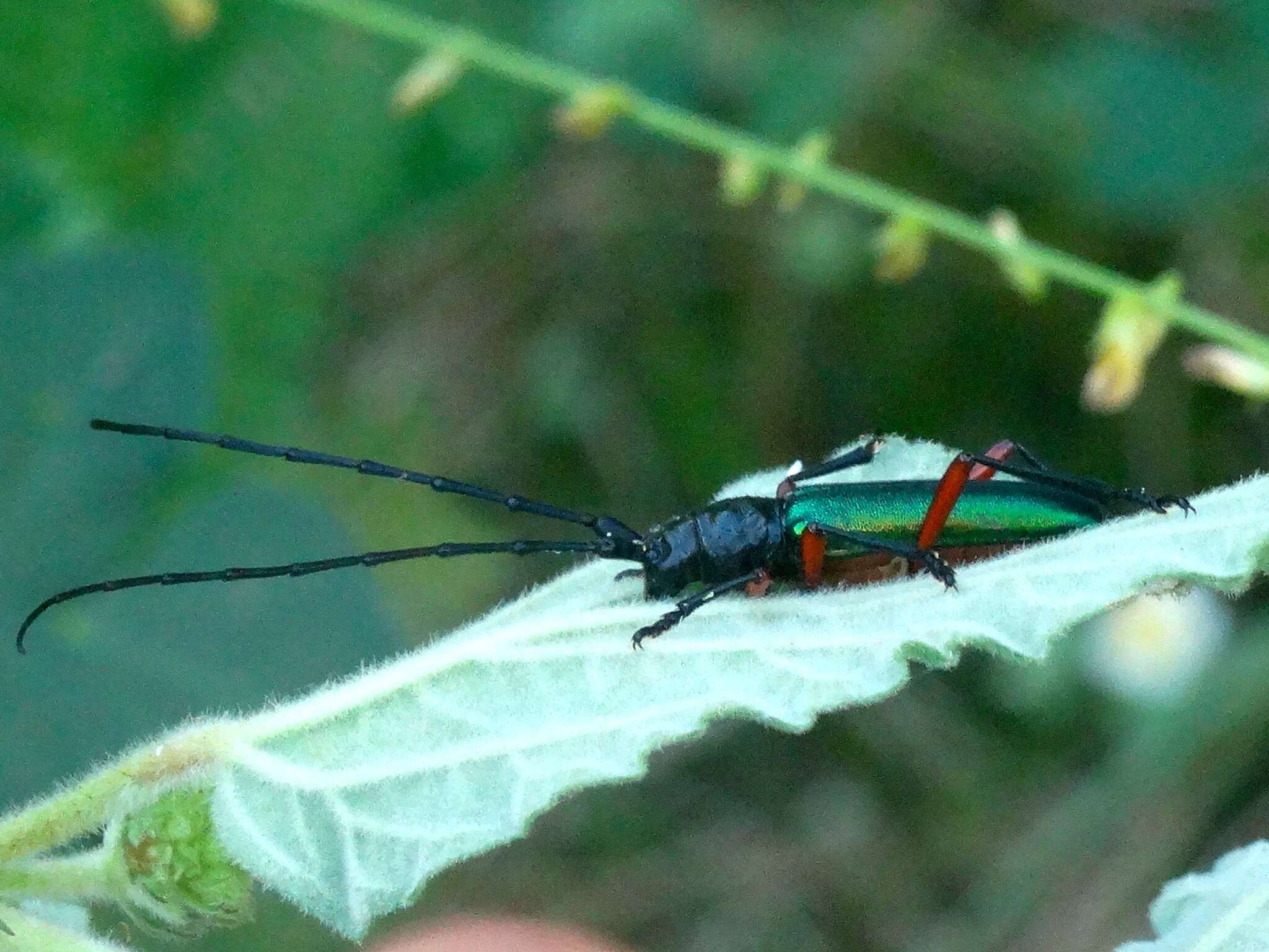 Image of Deltaspis rubriventris Bates 1880